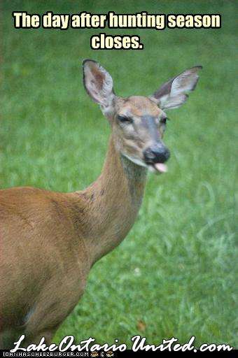 funny pictures deer sticks tongue Out