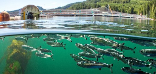 Bloodwater Tavish Campbell wild salmon British Columbia