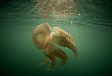 Lou Luddington sailing jellyfish ocean