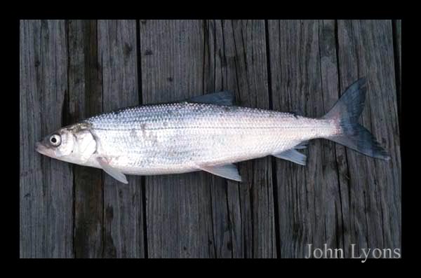 Please identify this fish! - Open Lake Discussion - Lake Ontario United -  Lake Ontario's Largest Fishing & Hunting Community - New York and Ontario  Canada
