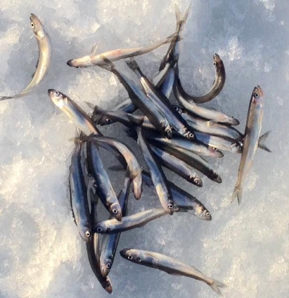 Smelt - Ice fishing - Lake Ontario United - Lake Ontario's Largest