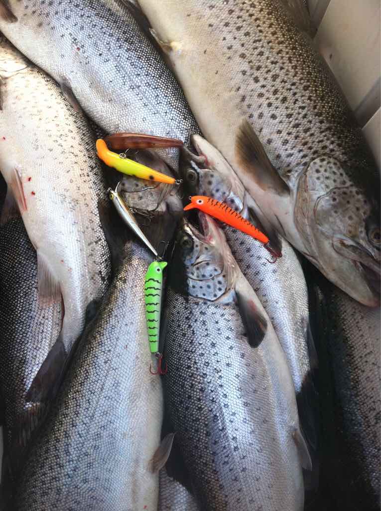 Copper - Questions About Trout & Salmon Trolling? - Lake Ontario United -  Lake Ontario's Largest Fishing & Hunting Community - New York and Ontario  Canada