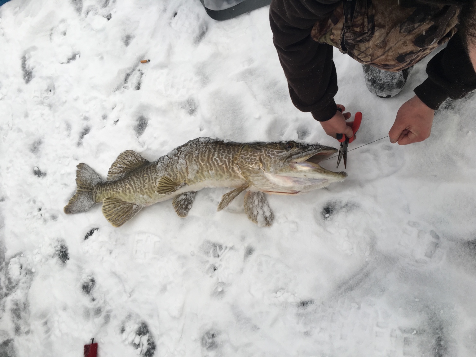 Ice Fishing Tip Downs - Classifieds - Buy, Sell, Trade or Rent - Lake  Ontario United - Lake Ontario's Largest Fishing & Hunting Community - New  York and Ontario Canada