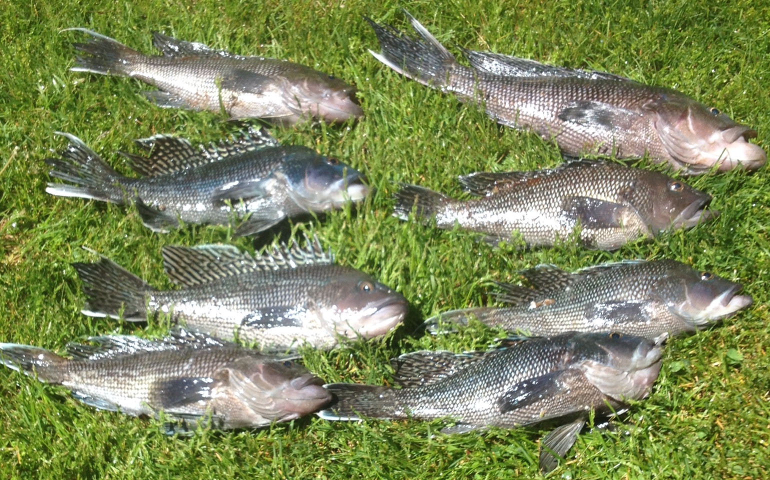 Cape Cod sea bass - Walleye - Lake Ontario United - Lake Ontario's Largest  Fishing & Hunting Community - New York and Ontario Canada