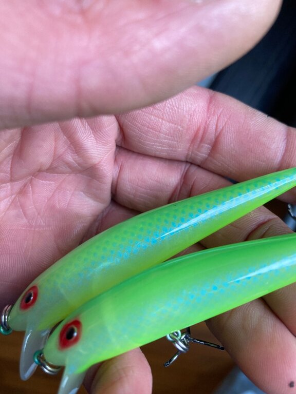 Wtb bay rat ss citric shad - Classifieds - Buy, Sell, Trade or