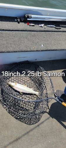 18 inch 2.25 lb Salmon.jpg