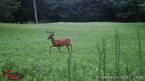 Redfield buck 2024.JPG